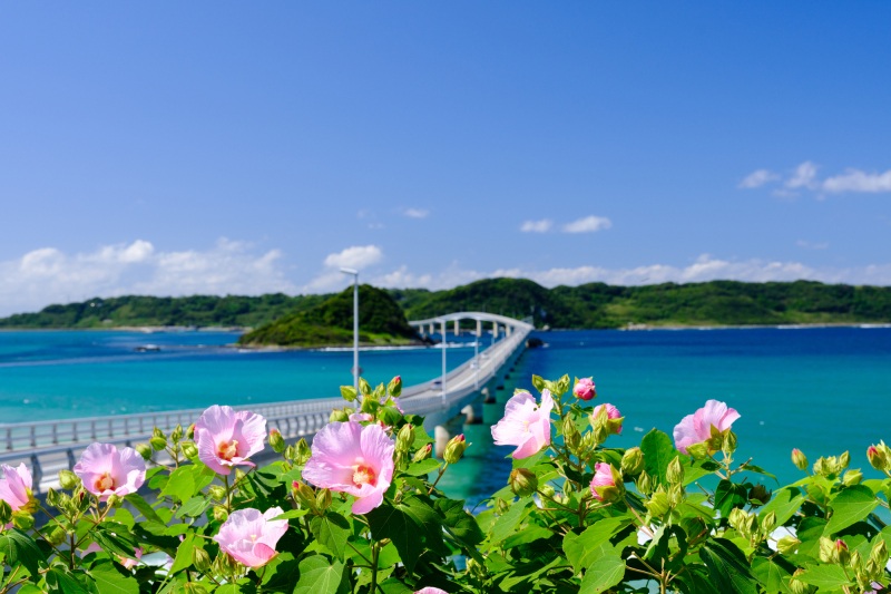 ⏩春に訪れたいおすすめスポット

🌐角島

コバルトブルーの美しい海原に向かって一直線に伸びる角島に跨る橋は自動車のCMやTVドラマのロケ地としても有名。
青く美しい海を眺め、海風を感じながらサイクリングや散歩を楽しむのもおすすめ

➡a.r10.to/hky2bP