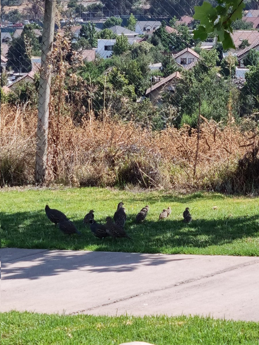 marceloperez07's tweet photo. en @MuniLaFlorida #AltoMacul andan bandabas de #Perdices y #Codornices favor apoyo municipal para que no vaya a llegar algun inescrupuloso a Matarlas o capturaralas son mas de 60 con Crías. https://t.co/TdzFBlUovx