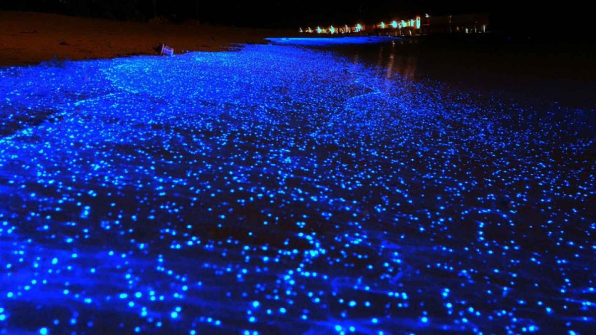 EIshmael_'s tweet photo. Somali milky sea: Did you know #Somalia has the world largest  bioluminescence area. Scientists are using new satellite tech to find glow-in-the-dark milky seas. Only about two or three milky seas occur per year worldwide. https://t.co/Wwqq0ip1PC