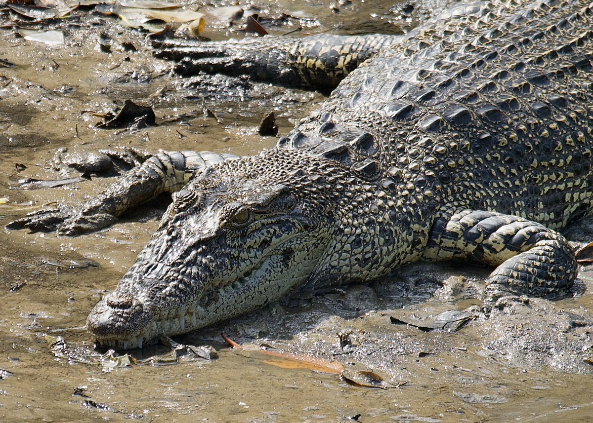 Met this beautiful Estuarine Crocodile on my mangrove walk. Amazing Singapore!