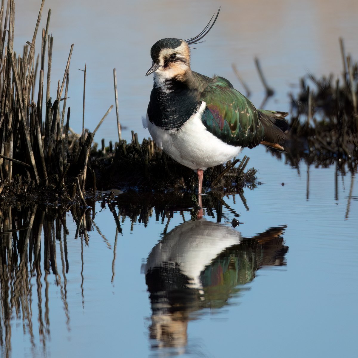 The Lapwing's stunning colours are highlighted by the winter sun @RSPBWeymouth