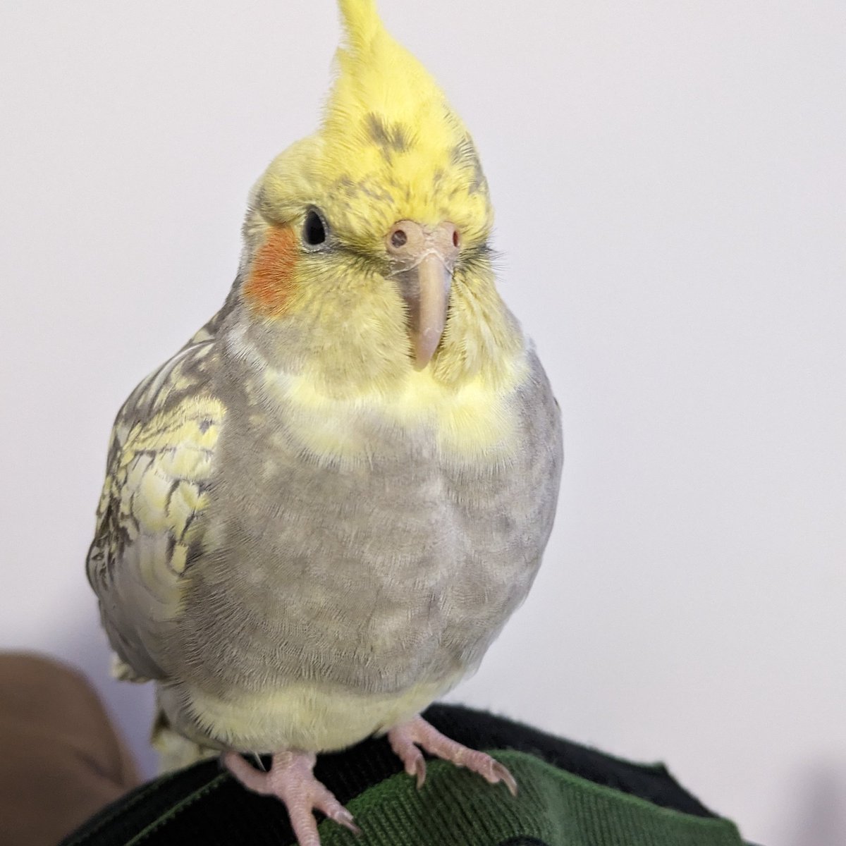 razu0418's tweet photo. 本日2/5、
生後11ヶ月のオスのオカメインコが、私の不注意で雪の中飛び出してしまいました。
東京都豊島区高松付近で、迷子のオカメインコを見かけた方がいらっしゃったらご連絡ください。

パールパイド、オレンジのチーク
羽にはグレーの模様があります。 https://t.co/tj1S2pwQvg