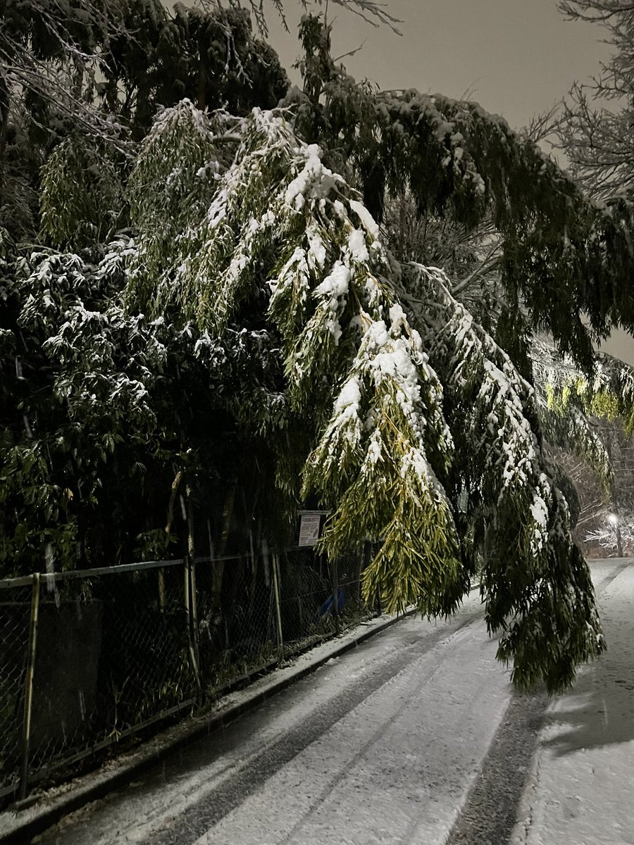 kaduho3208's tweet photo. 家の裏の道路、完全に雪の重みでやられて道塞いでます⛄️🌳 https://t.co/Rh0RFS1Lxo