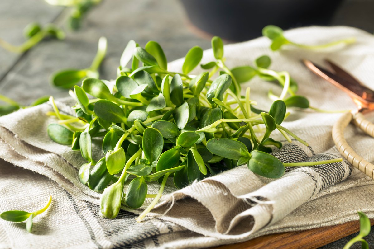 MICROGREENS have exploded in popularity in recent years. Absorbent pads can help extend the shelf-life during retail... #absorbency #microgreens #retail #shelflife #foodpackaging #getintouch
sirane.com/en/news/absorb…
