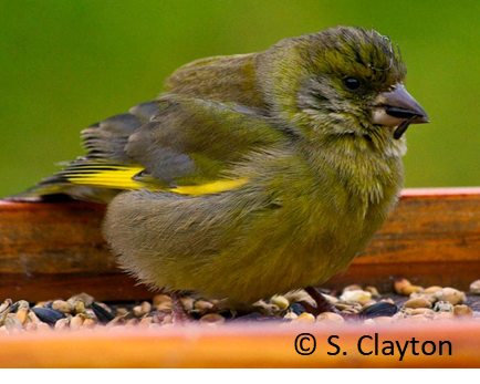 Have you seen signs of finch trichomonosis in your garden? We need your help! Together with @RSPBScience & @_BTO we aim to learn more about the spread & mitigation of this important disease. More info & how to report to us here: shorturl.at/fhilr @ZSLScience #wildlifehealth