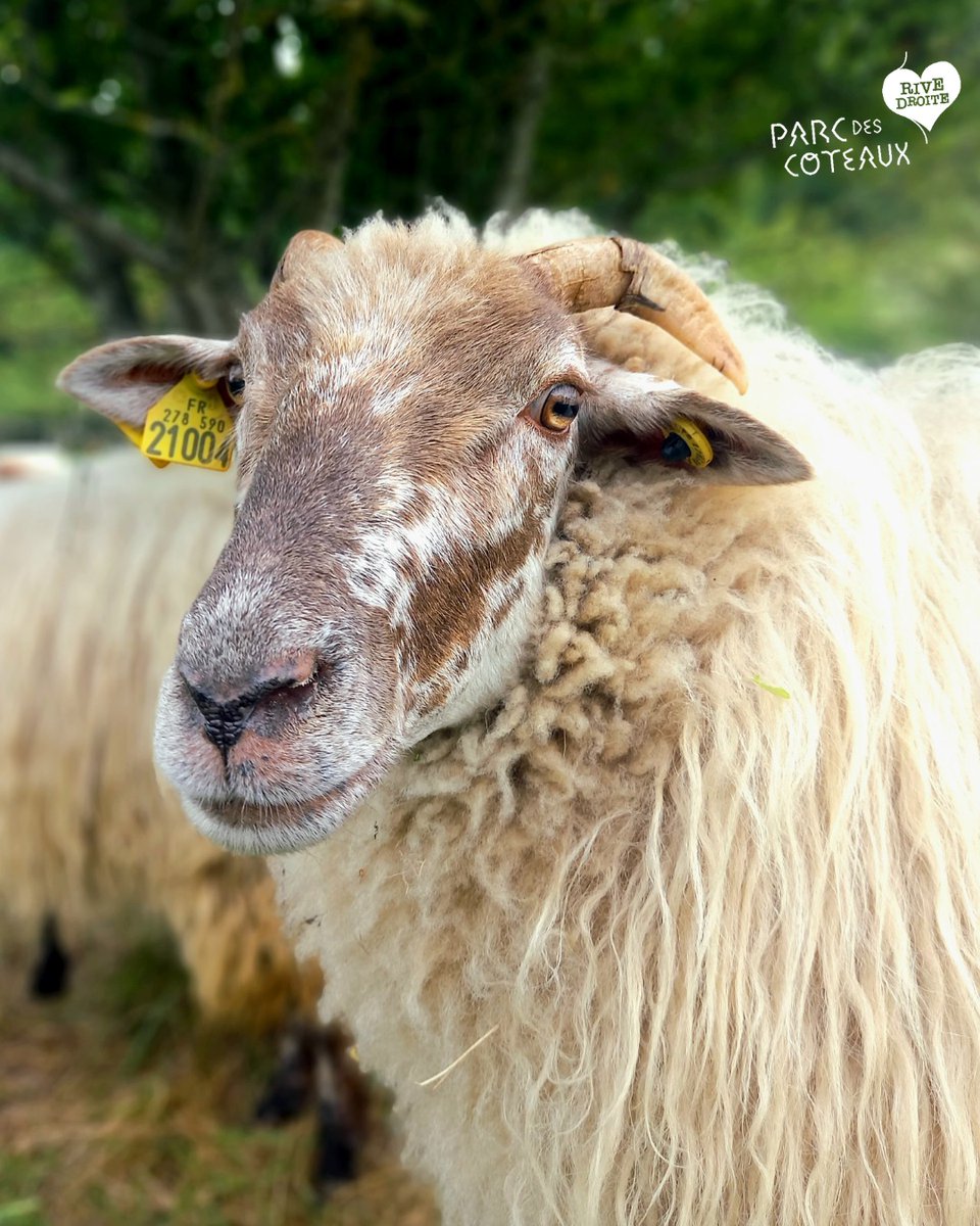 🐏🍃#LeSaviezVous Le parc des Coteaux est l’ensemble des parcs des communes de Floirac, Cenon, Lormont, Bassens et Carbon-Blanc.
Suivez-leur actualité sur Facebook - facebook.com/parcdescoteaux