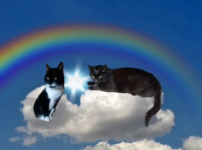 My hedgewatch today is for Olly 🌈. I'm thinking of his dad Al who is missing him so much 💔. Olly wants his dad to know he's fine and he loves his wings 🪽🪽 and fluffy cloud 🌤️🌈. Look, Olly just joined me to enjoy all the lovely tributes 💖
Blackie 🐈‍⬛🐾🌈
#HedgewatchForOlly