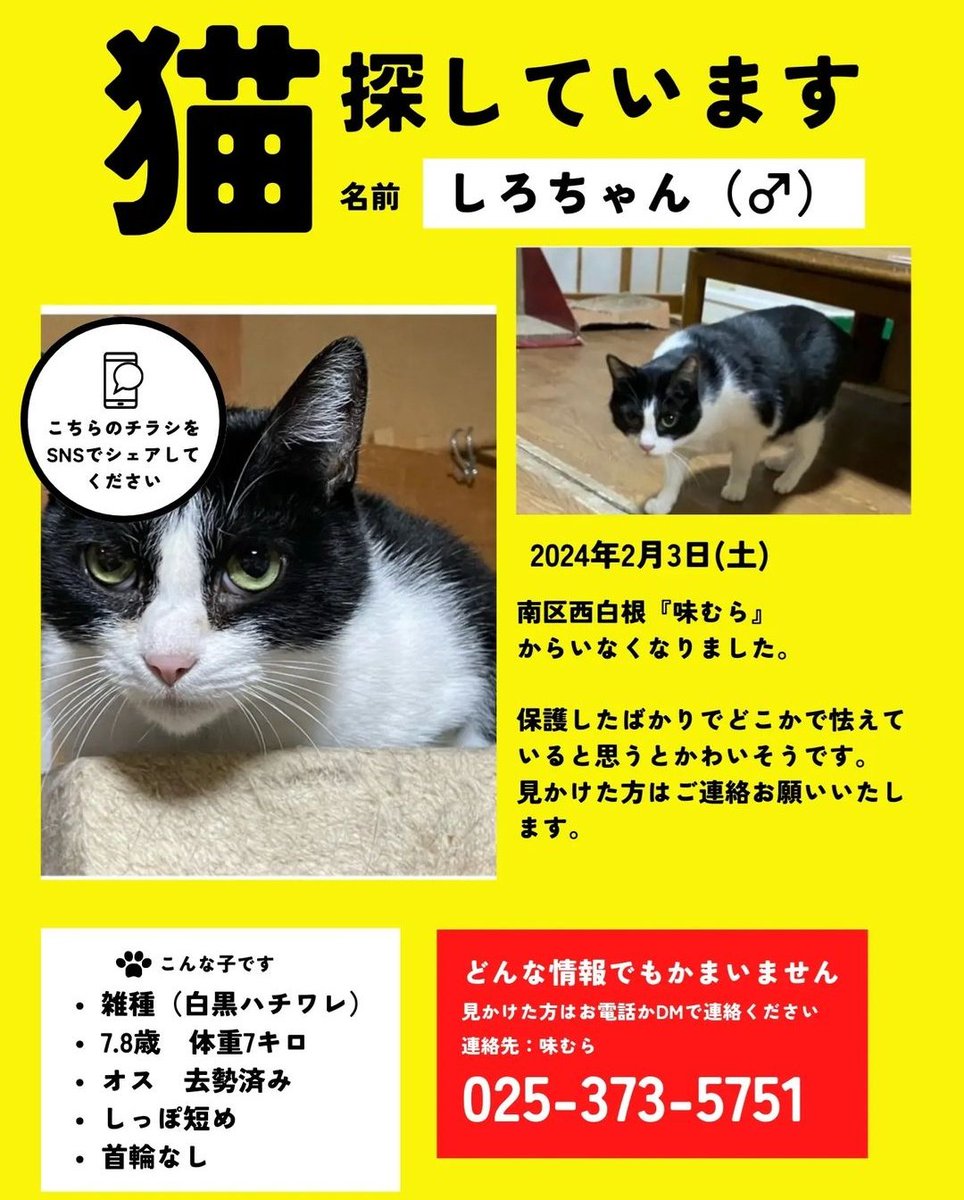 ajimura_0803's tweet photo. しろちゃんがいなくなりました😭

臆病な子です。
外を歩いてるよりどこか(人気の無いとこ)で潜んでるんじゃないかと？🥺

見かけましたらお知らせ下さい🙇⤵︎
よろしくお願いします🙏

#味むら https://t.co/VX2IPb8OMW