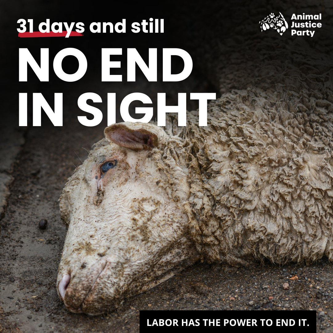 animaljusticeAU's tweet photo. Breaking: The Live Export regulator has REJECTED the application to send 14,000 sheep &amp; approx. 2,000 cows on board the Bahijah back to the Middle East.

However, their future is still uncertain.

The live export industry cannot be regulated. It can't be fixed. #EndLiveExport https://t.co/vgVoZHsspy
