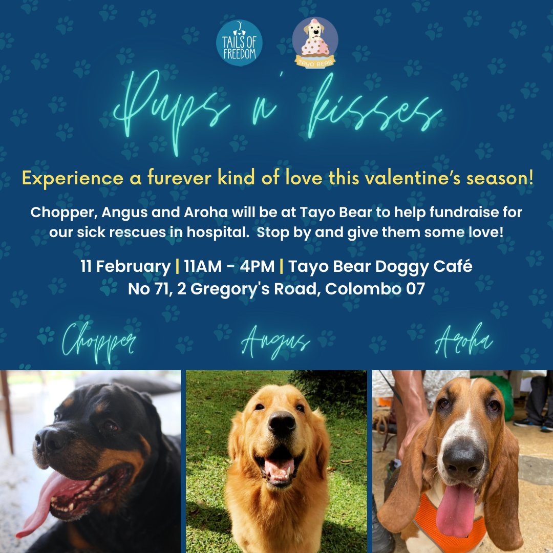 Join us for the perfect Sunday with kisses, treats and lots of cuddles with some of our star rescues 🐶🤎

Chopper, Angus and Aroha can't wait to meet you for our valentine's day special at Tayo Bear this Sunday!

#ValentinesDay #Fundraiser #dogrescue #SriLanka