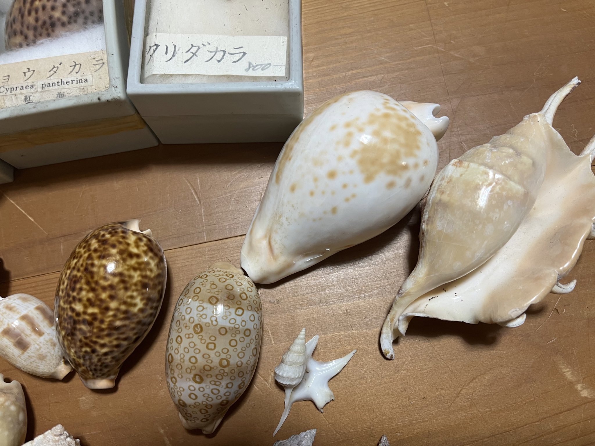 松田稔　魚拓バスタオル大判　十と六匹　【希少】 松田稔 魚拓バスタオル 十と六匹 松田稔 魚拓バスタオル大判 十