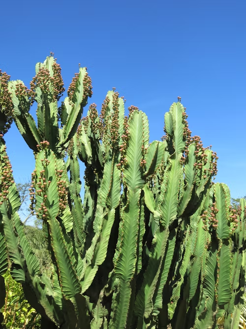 EmotionXpert's tweet photo. Euphorbia Trigon
Euphorbia trigona otherwise called African Milk Tree or Church building Cactus is a hitting delicious with tall three sided stems. Its novel appearance and low support make it a well known indoor plant. Investigate more at https://t.co/mepNYHAqNl
#Euphoria #plant https://t.co/bGtsb2qH7o