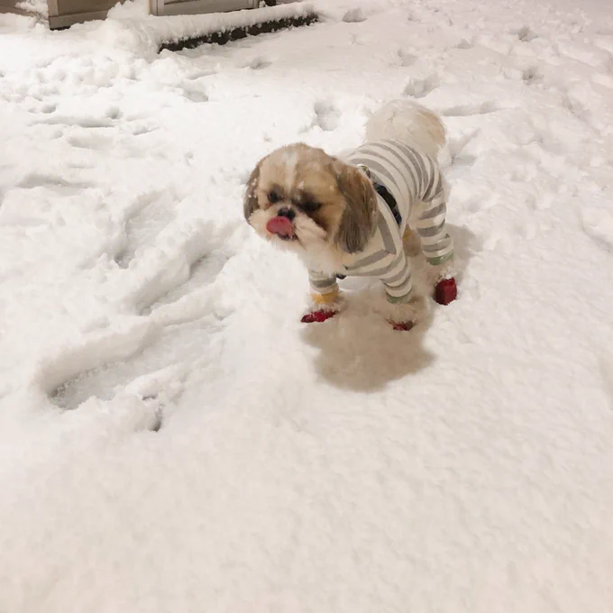 ぺろ雪。 