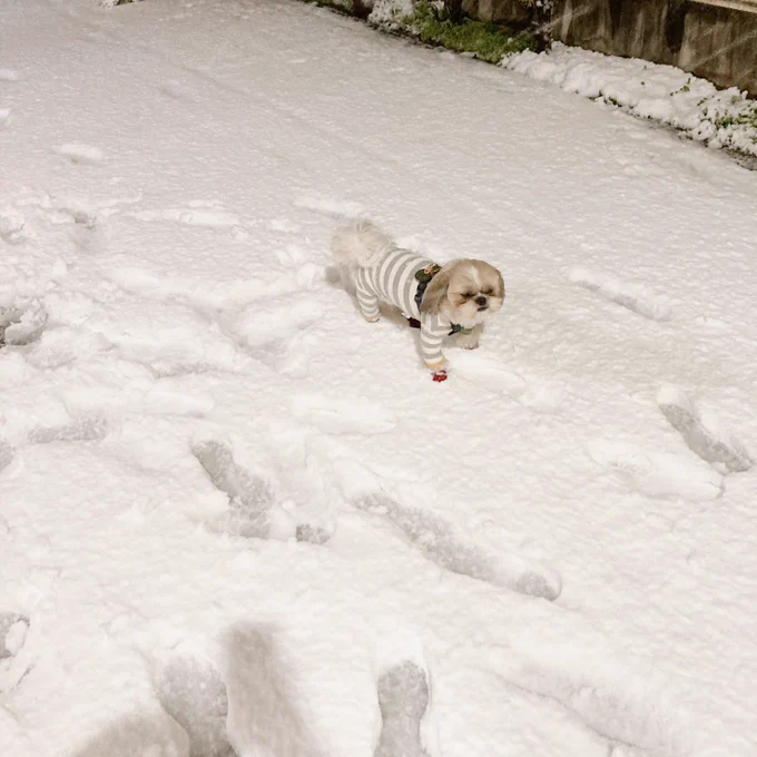 ぺろ雪。 