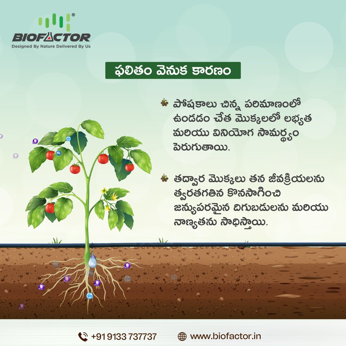 BiofactorIndia's tweet photo. ఆధునిక పద్ధతులతో మీ పంటకు అధిక పూత, ఎక్కువ పిందె కట్టడం, మరియు నాణ్యమైన దిగుబడిని నిస్సందేహంగా ఇస్తాయి మా హై కే ప్రొడక్ట్స్.
.
.
#Biofactor #HighK #biofertilizers #organic #agriculture #organicfarming #fertilizer
#soil #MAMStechnology #agri #soilnutrition https://t.co/SUftheO6le