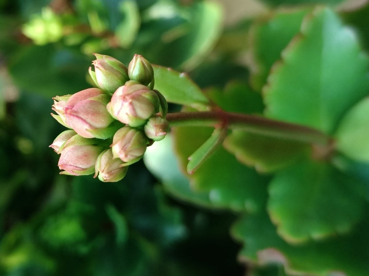 love88500's tweet image. 含苞待放