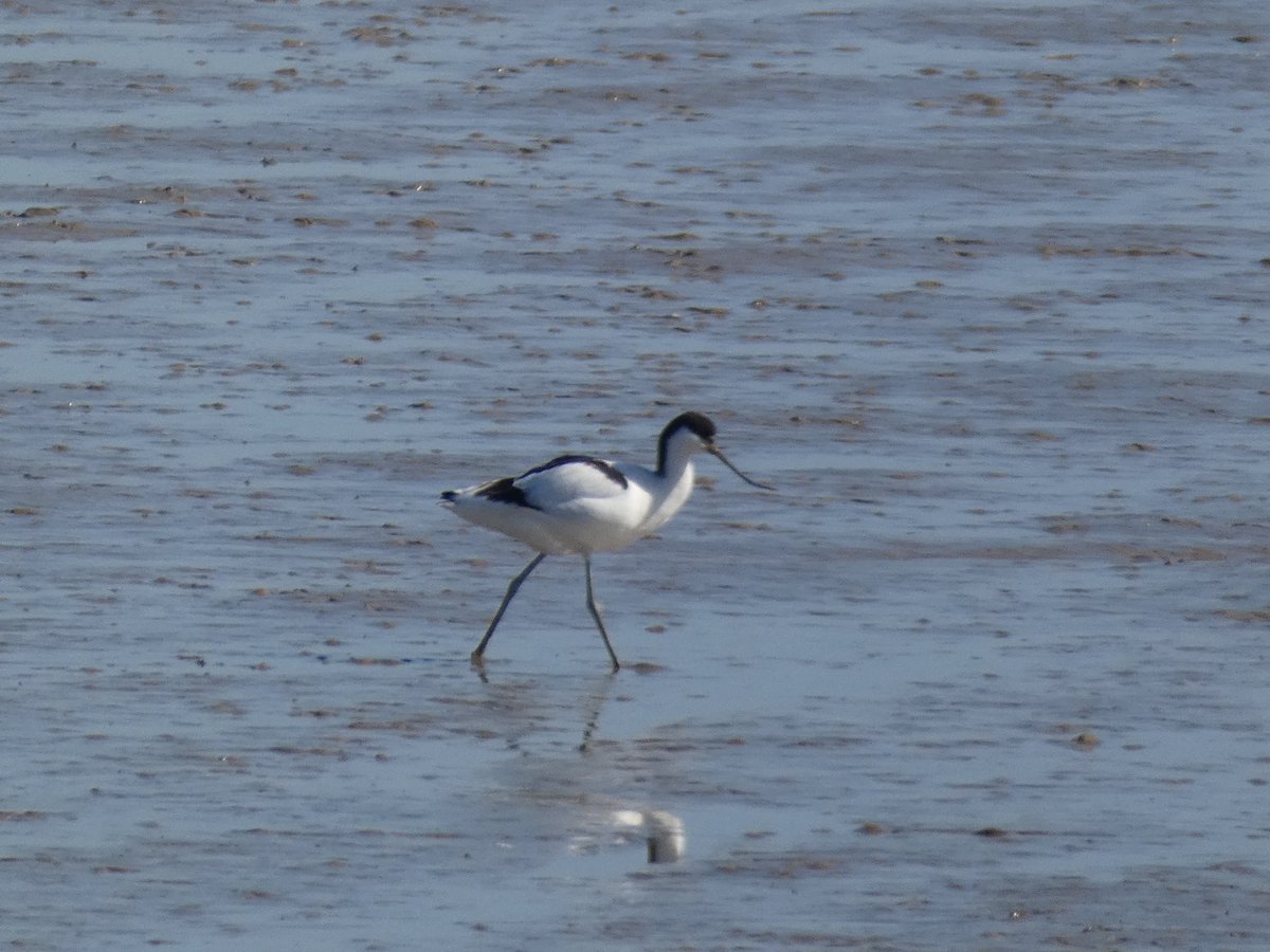 Our #birdofthemonth is the face of the RSPB logo
Their scientific name Recurvirostra is from Latin recurvus which means curved backwards and rostrum means bill
Avocets sweep their bill from side to side sifting tiny invertebrates from the mud
#birdwise #birding #birdfacts #avocet