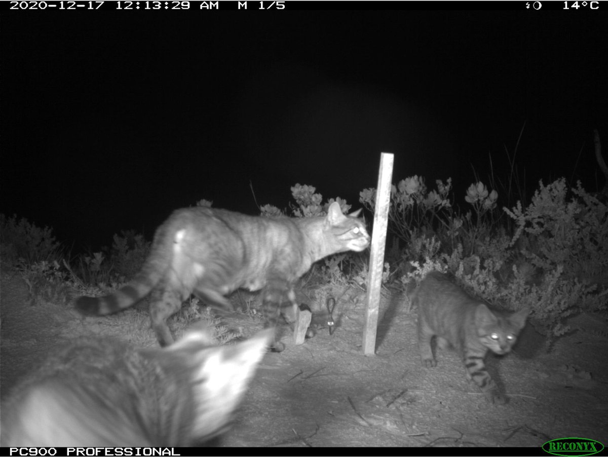 The <a href="/the_zooniverse/">The Zooniverse</a> promotion finished on Jan 16 &amp; we gained 453 new volunteers (thank you!😊). New images are up so still lots of 📷 to ID. Hoping to see #GilbertsPotoroo in the new batch🤞! See zooniverse.org/projects/abbst… for <a href="/WAParksWildlife/">Parks and Wildlife Service, Western Australia</a>'s analysis of the 1st batch of images.