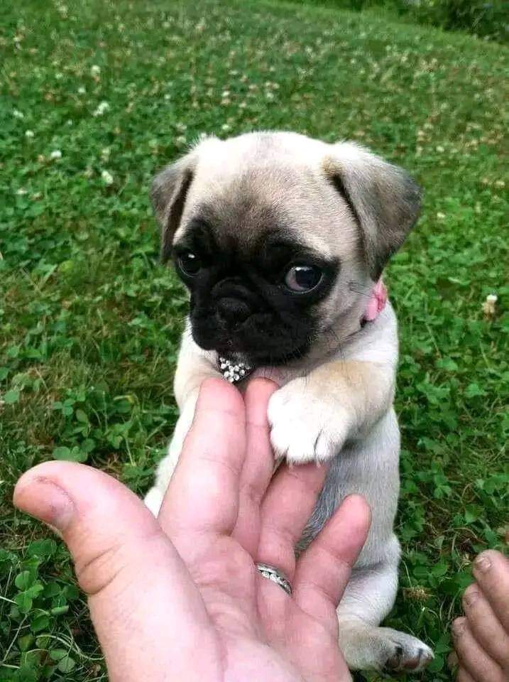 dog lovers tweet media