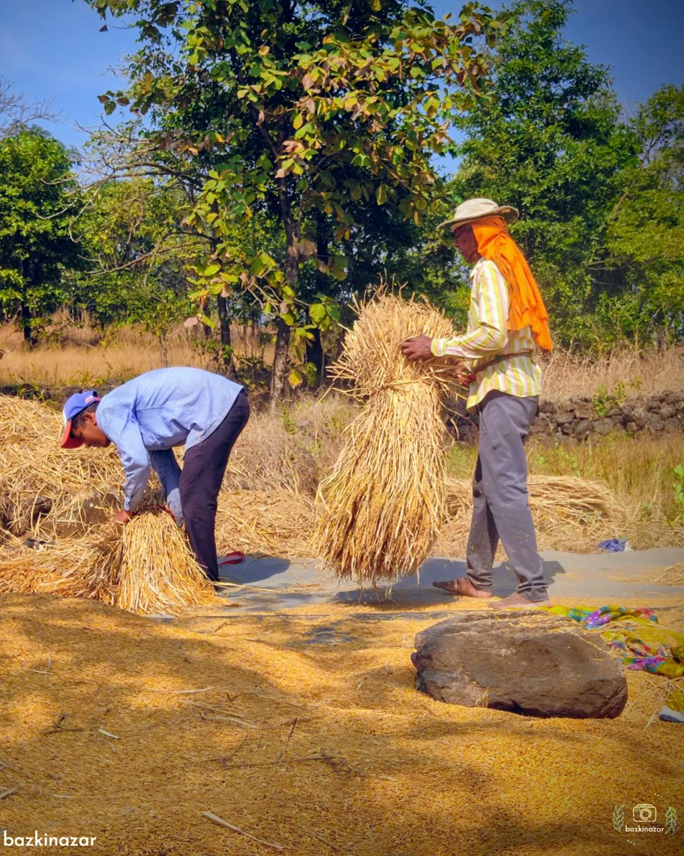 bazkinazar's tweet photo. TAP ❤️ to live the PROCESS ⚒️
भात मळणी
#bazkinazar #photography #ArtistOnTwitter #PhotoOfTheWeek #MondayMotivation #photographer #farmer #Farmers #शेतकरी #मेहनत #hardwork https://t.co/pXskQwox1K