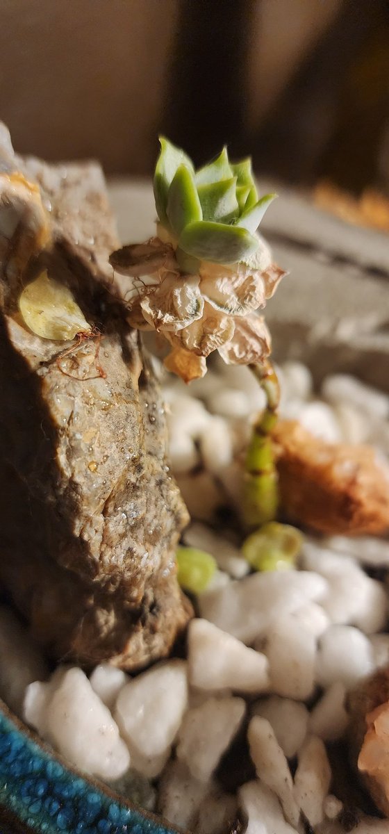 SpongeyAstro's tweet photo. This succulent died due to my negligence.  Three months ago, I started to nurse it to see if I could rescue it.  Now, you can see the roots growing and gripping to the rocks.  The new growth is looking so healthy.
#plants #succulents #bonsai https://t.co/plIi6Puo9K