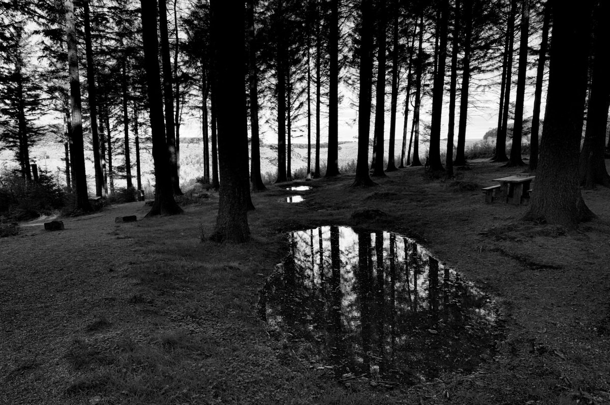 In the Woods -- Cwmcarn, #nikonphotography  #blackandwhitephotography #thisiswales, Read detail at delweddauimages.co.uk/435917378/2024…