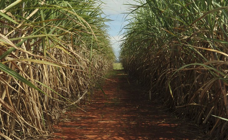 Safra do Norte e Nordeste atinge 45,86 milhões de toneladas de cana

📸 Divulgação

🌐 Leia a matéria em jornaldooeste.com.br/oeste-rural/sa…

#safra #norte #nordeste #canadeaçúcar