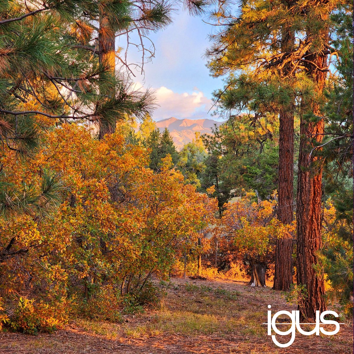 Pour la 3ème année consécutive, nous sommes fiers de soutenir EcoTree, acteur engagé dans la gestion #sylvicole durable en France dont le but est de préserver les #écosystèmes. ​Depuis 2021, 1 126 #arbres ont été plantés grâce à vos commandes sur igus.fr🌲