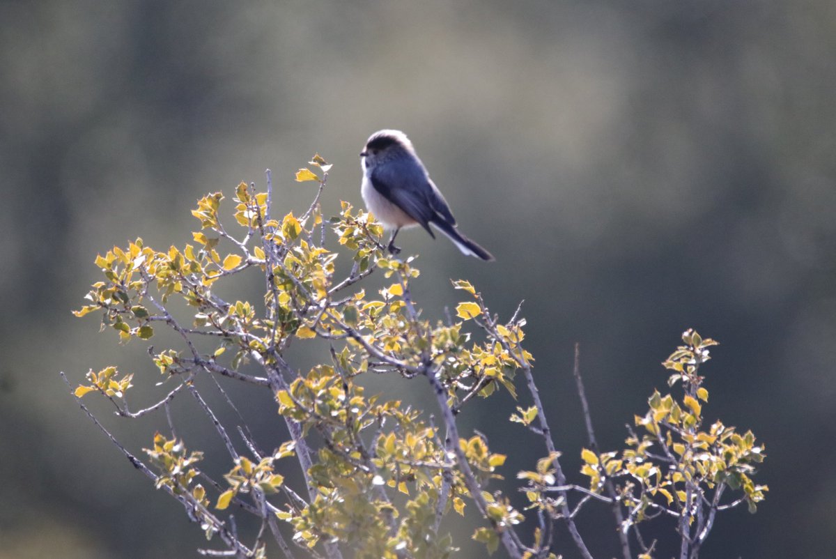 Uzun kuyruklu baştankara > Long-tailed Tit > Aegithalos caudatus ; 13-14 cm boya, 17-19 cm kanat açıklığı ile 7-9 gr arası ağırlığa sahiptir. 🪶 #antalyakuşları #birdwatching #kuşgözkem