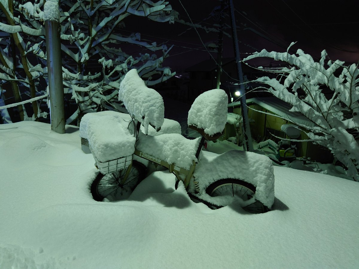 積もったねぇ…