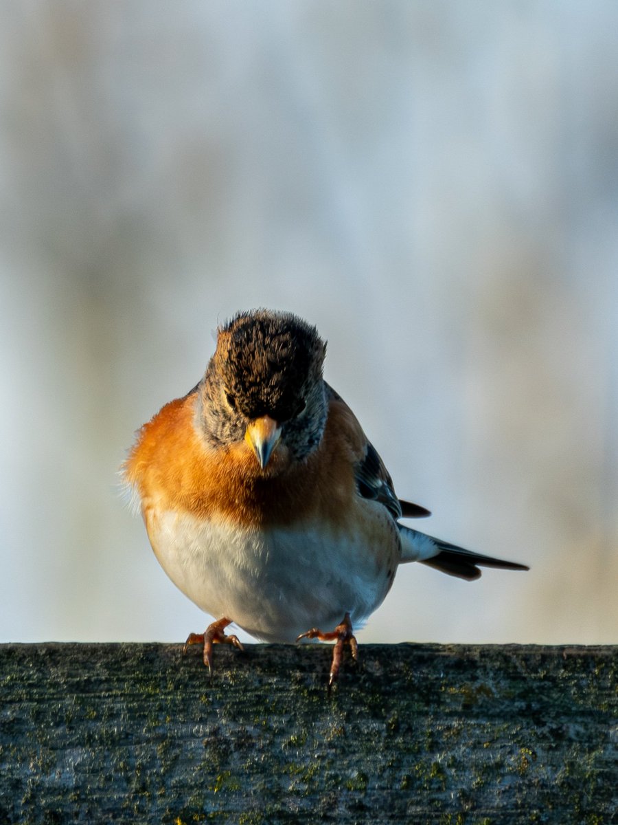 mountainmike49's tweet photo. A few more from North Cave Wetlands last Friday.  @NorthCaveBirder @NorthCaveWet @YorkshireWild1 https://t.co/WaxrKasxaF