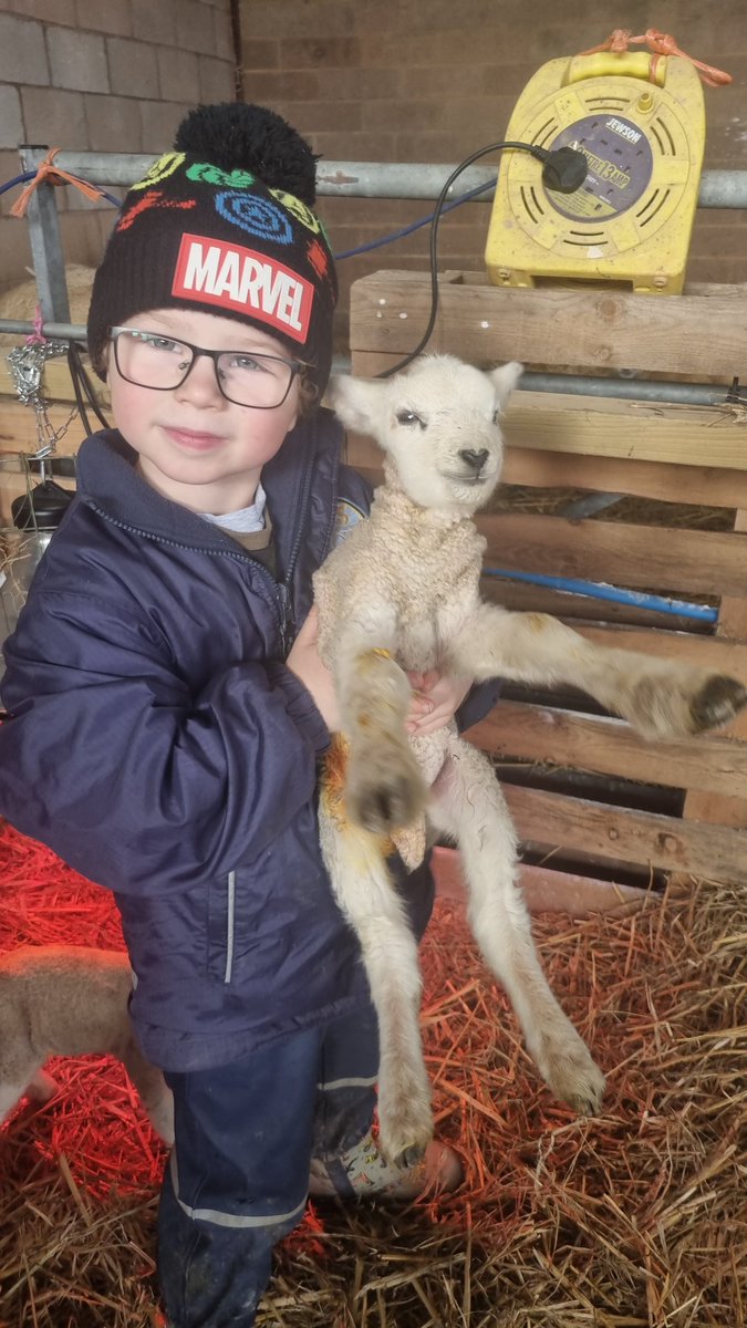 oaktreefarmest1's tweet photo. My nephew's in helping with the lambing. Lambs getting all the cuddles #nextgeneration #sheepfarming #lambing2024 @emmamingo https://t.co/YLzpJjwzkY