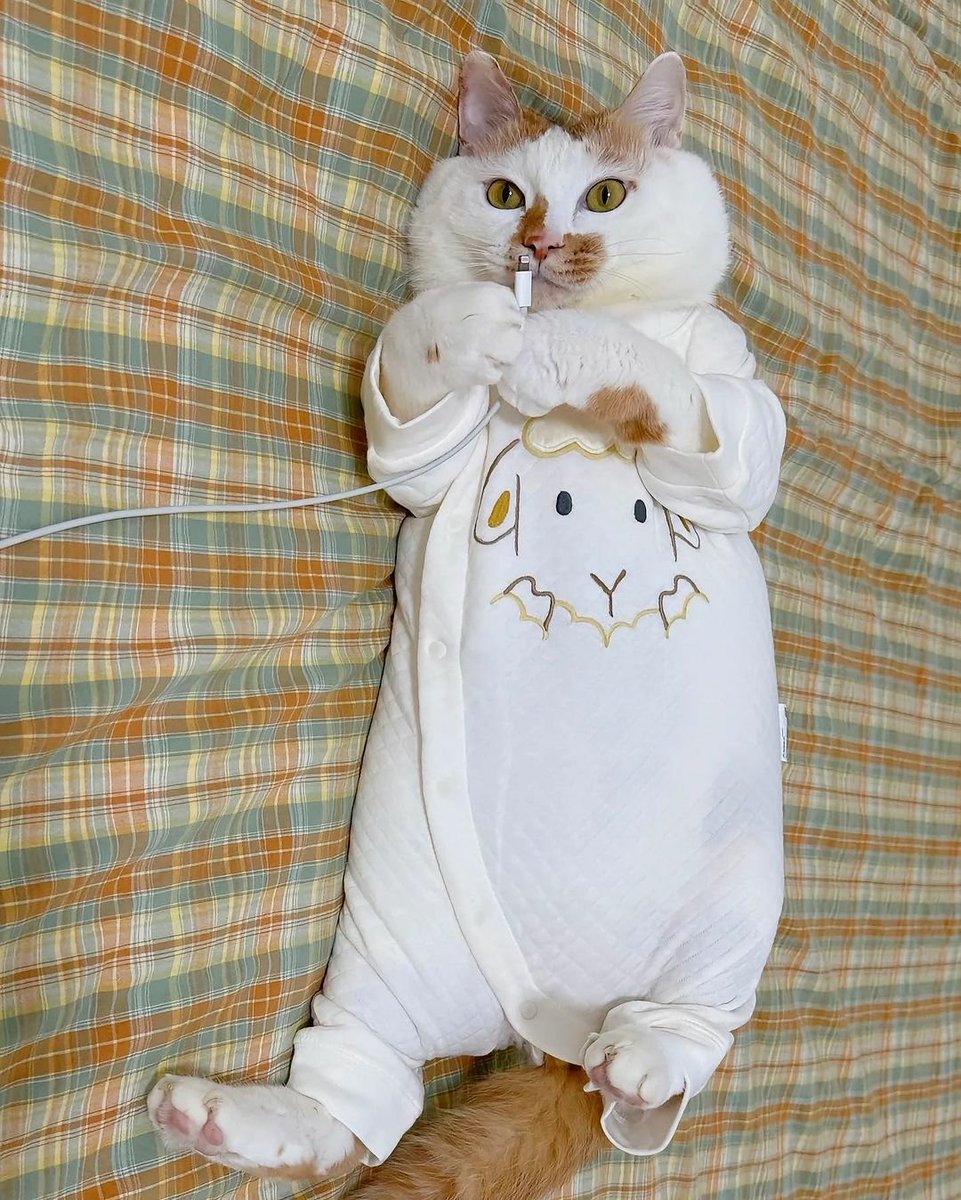 cats with powerful impression 🐾 tweet media