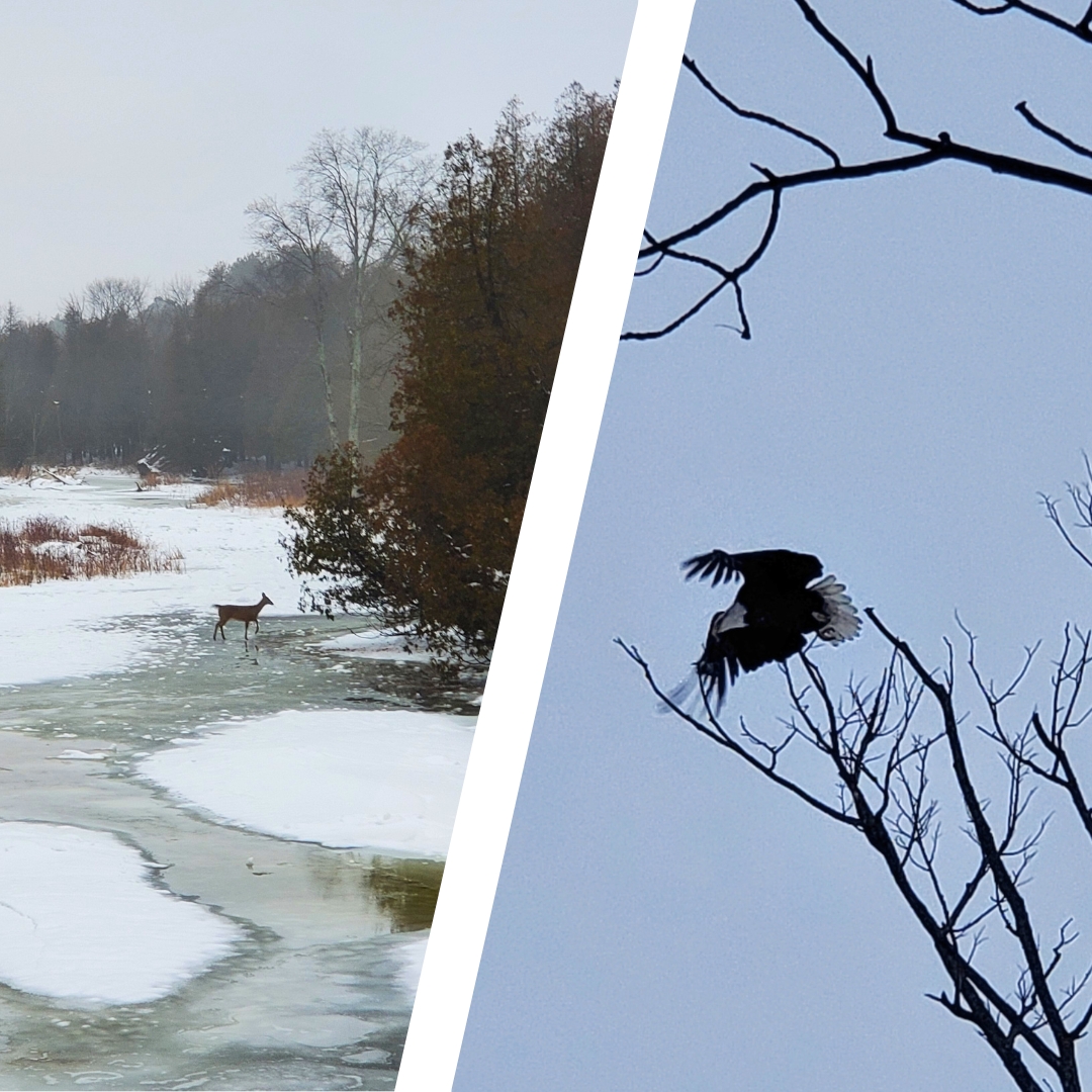 saugeenca's tweet photo. 🌲✨ A graceful deer and a bald eagle soars at Durham Conservation Area! Big thanks to our staff for these amazing snapshots. Nature's beauty in action! #DurhamWildlife #NatureMoments #ConservationLife https://t.co/HEzrnXrILZ