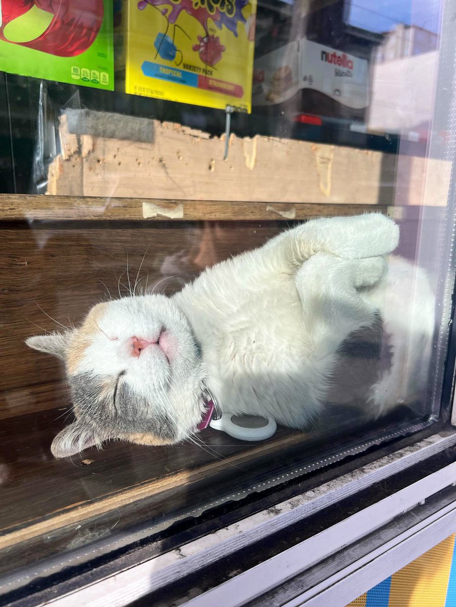 Bodega Cats (@bodegacats_) on Twitter photo 