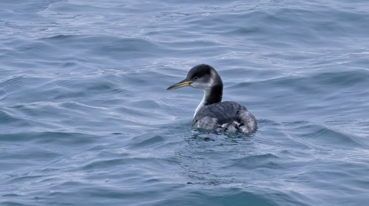 Red-necked Grebe - decent Shetland bird nowadays; this one in Quendale late this afternoon was a find tick. It looks sufficiently long-billed to be a candidate holbollii (American) but definite ID would need biometrics. Comments welcome. @NatureInShet @RareBirdAlertUK @BirdGuides