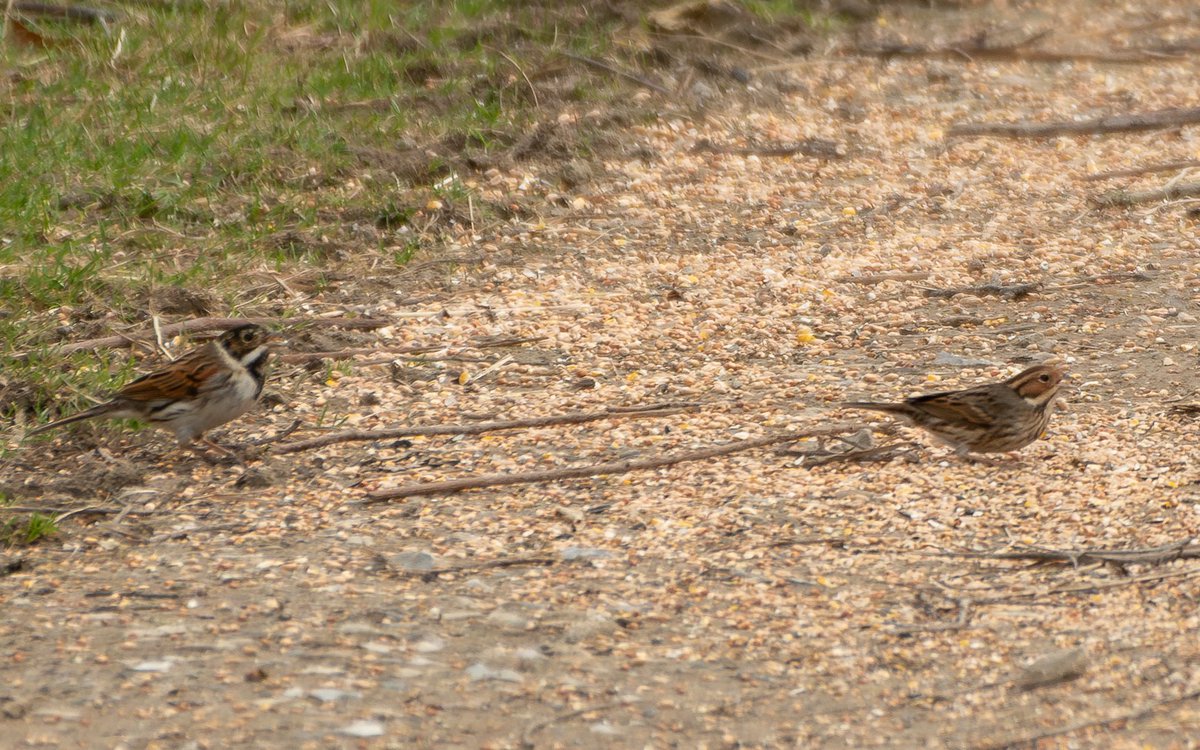 Birding some Kentish woodlands yesterday with @SearleIan made for a good day. 11 Hawfinch, Lesser-spotted Woodpecker, Firecrests, Tawny Owls, Bramblings, Siskins, Lesser Redpolls! Diverted via Godmersham to get excellent views of the Little Bunting, another Kent ✅ for me!