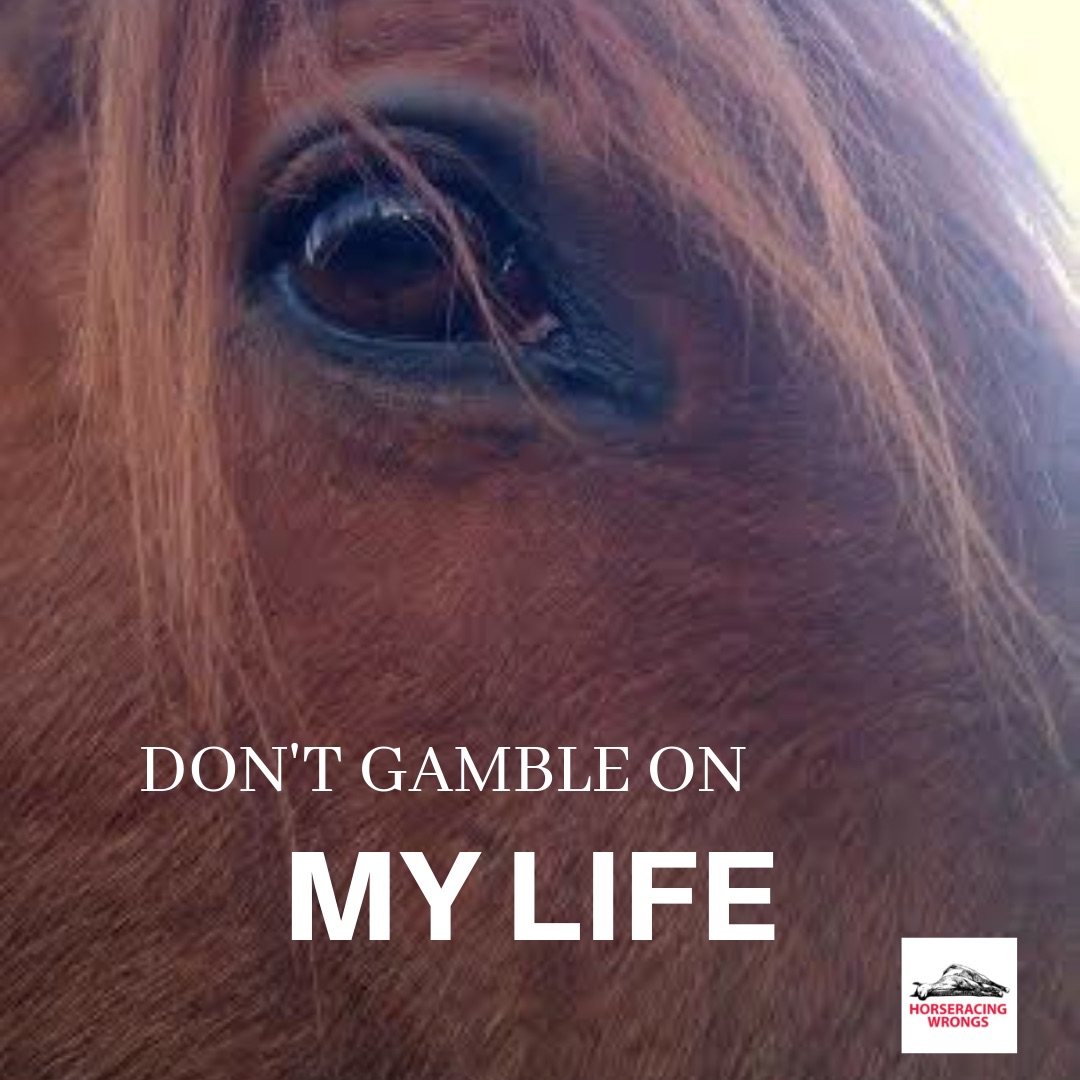 Through a FOIA request to the Dept. of Agriculture, HW was able to confirm the following deaths in Maine last year. (Maine, of course, is a light-racing state, with no flat tracks, one harness track, and a handful of county fairs.) #EndHorseracing horseracingwrongs.org/2024/01/27/six…