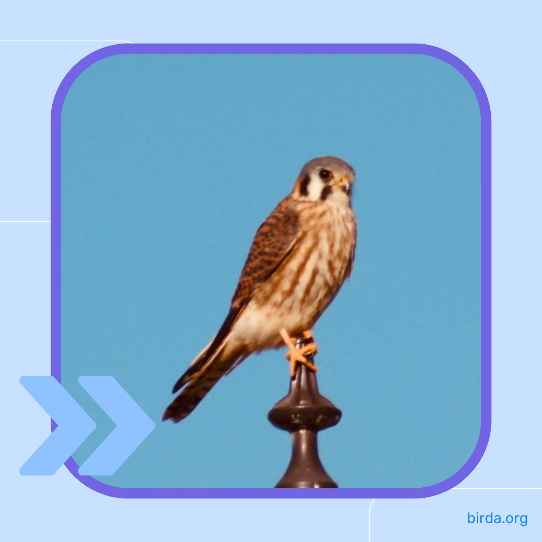 We adore seeing community sightings from around the world, like this gorgeous American Kestrel sighted by a Birda user, Shelby. What birds have you logged on Birda this week? #bird #birdacommunity #nature #americankestrel #kestrel