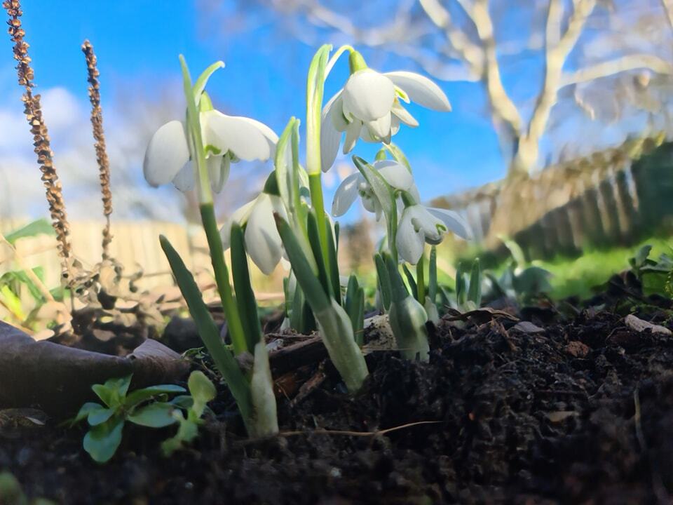 Double #Snowdrops - not that you can tell unless you're underneath 😅

📷 Taken 02.02.24 🌱✨️🤍

#Garden #Gardening #GardeningLife #Gardener #WildlifeGardening #GardenersWorld #GardeningTwitter #GardeningIsMyTherapy #GardenTips #GardenersLife #GardenChat #Plants #Plant #Natu…