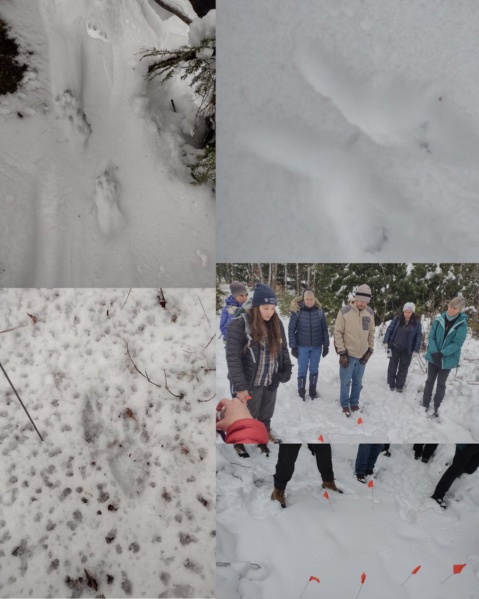 NewfoundRegion's tweet image. Had a great time deciphering animal tracks with the UNH Cooperative Extension on Friday! If you want to expand your track knowledge, NLRA has an event in the Hebron Town Forest on March 7th- info &amp;amp; register at loom.ly/Ll5sTiQ It's great to #exploreNewfound in the snow!