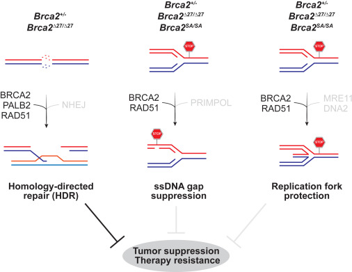 Molecular Cell tweet media