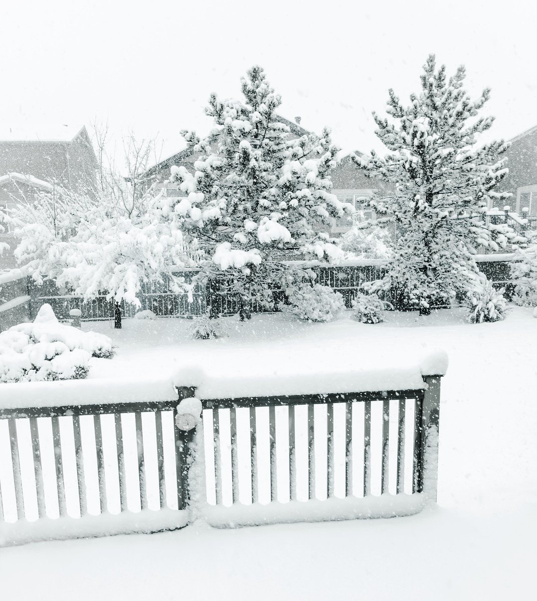 Snowstorm in #Colorado ☃️ @SnowHour @StormHour #cowx