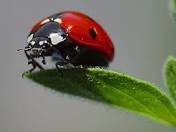 Devin4_thewin's tweet photo. Ladybugs, or ladybirds, are small beetles known for their vibrant colors and distinctive spots. They play a crucial role in controlling aphid populations, making them valuable garden allies. https://t.co/GQhAOAFl0M