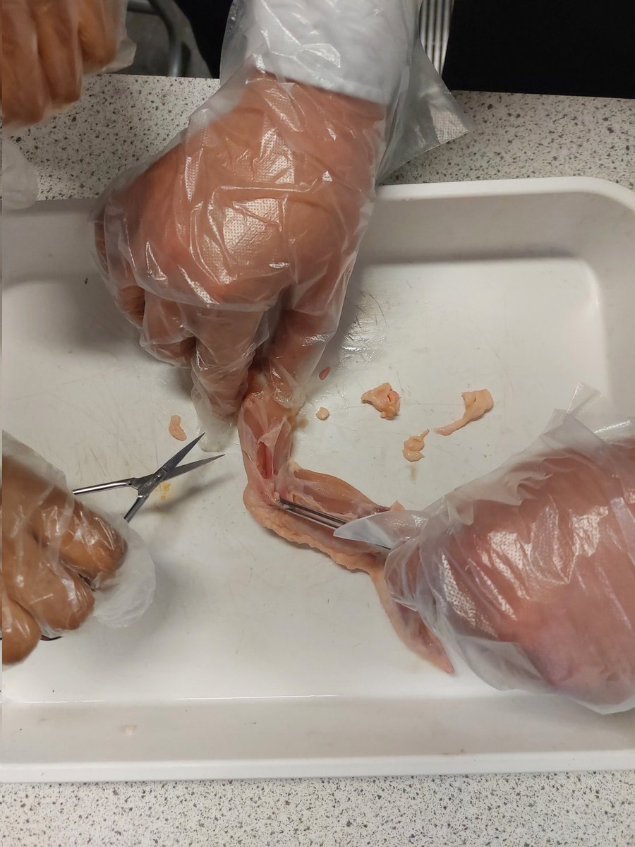 We've been learning about bone structure through dissection as part of our work for #WomenInScience. This has been inspired by the work of <a href="/ninatandon/">nina tandon</a> and her work on bone regeneration.