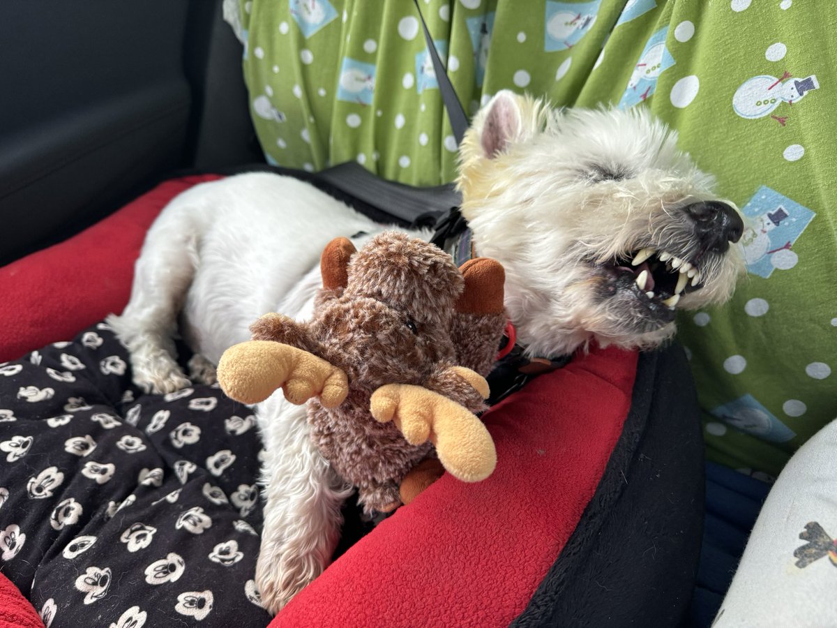 Went on road trip with hooman and Hoodad, Meez and moose snuggled together and had snoozies! Moose made me laugh and hoodad got it on cwamera! Hehehe #roryandfraser #westie Rory #westietude