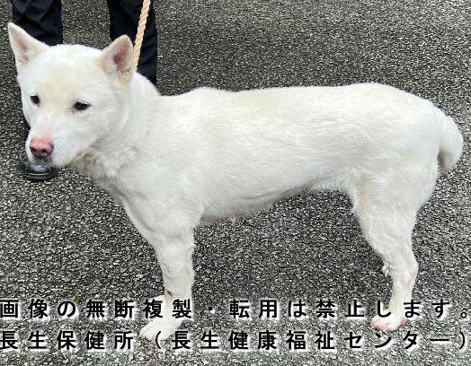 しろいいぬ 🆘緊急🆘#拡散希望 🆘収容期限2/14(水)🆘 2/2(金)#千葉県 #長生郡