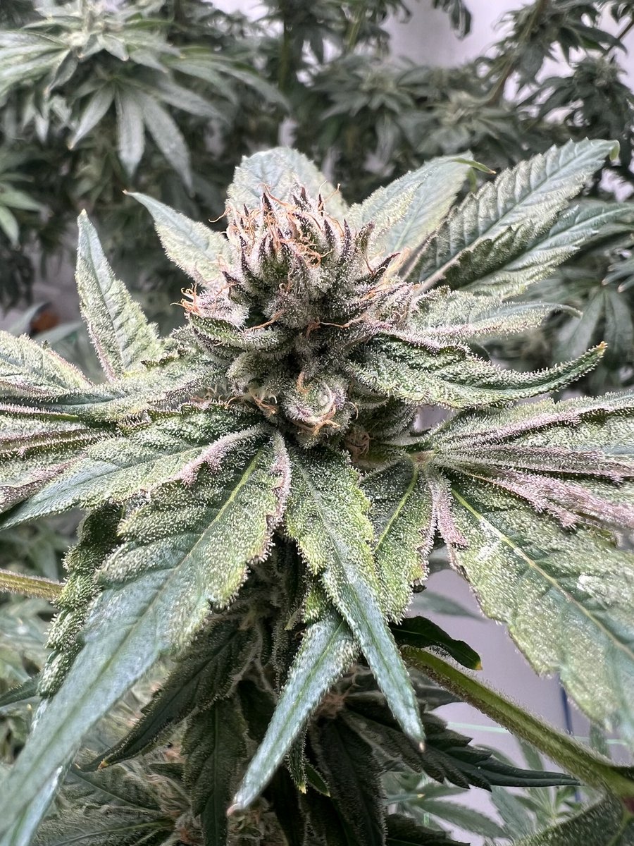SpliffyG's tweet photo. Not too bad.
#cch20 #hydroponics #cryptocannabisclub #cannabisgrower https://t.co/pRa2B2bbOV