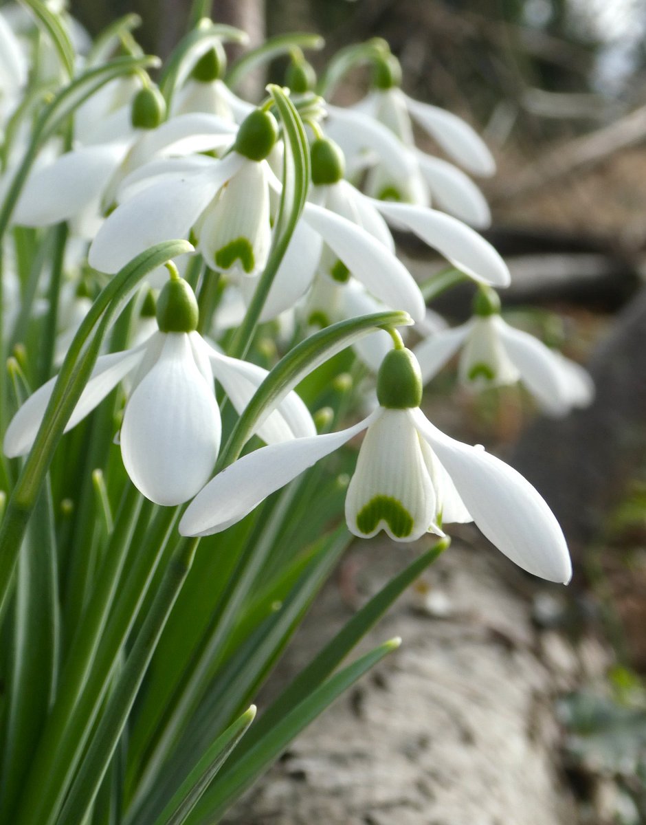 Ansavalley's tweet photo. @truemagic68 Snowdrops coming on nicely too !
#springaroundthecorner https://t.co/hPYbbyceS7