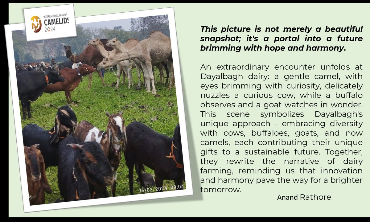 This ain't your average farm scene! Camels &amp; cows nuzzle at Dayalbagh Dairy, a glimpse into a future of sustainable &amp; diverse farming. #innovation  #harmony #Dayalbagh #Dayalbaghwayoflife